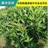 常青绿篱绿化冬青树 法国冬青 基地直销 品种齐全