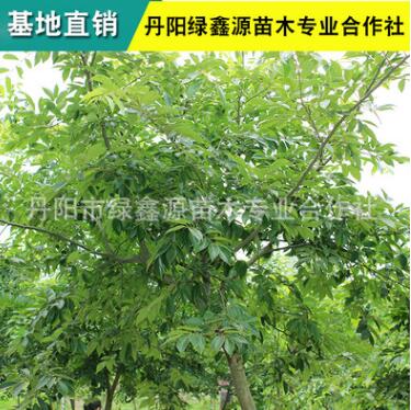 批发朴树 绿化苗 基地直销 成活率高 品种齐全