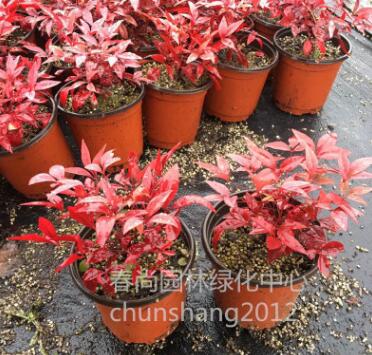 红叶南天竹小苗 耐寒彩色苗木 湿地公园小区绿化景区绿化专用苗木图2