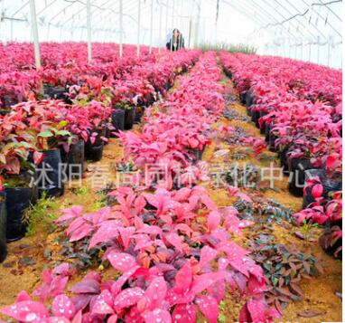 红叶南天竹小苗 耐寒彩色苗木 湿地公园小区绿化景区绿化专用苗木图3