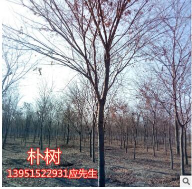 栾树苗榉树苗朴树苗法国梧桐树西府海棠苗垂丝海棠苗图3