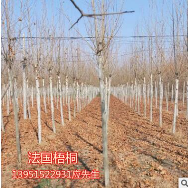 栾树苗榉树苗朴树苗法国梧桐树西府海棠苗垂丝海棠苗图2