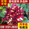 批发大盆栽品种月季 欧月 爬藤月季 树状月季花苗 嫁接月季苗基地