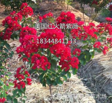 批发速生红叶天鹅绒紫薇 红火箭红花紫薇 百日红树 行道绿化植物