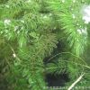基地供应水生植物 金鱼藻 净化水质养鱼 沉水植物 水体绿化