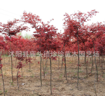 基地批发日本红枫树苗 优质红枫小苗 工程绿化苗 量大优惠