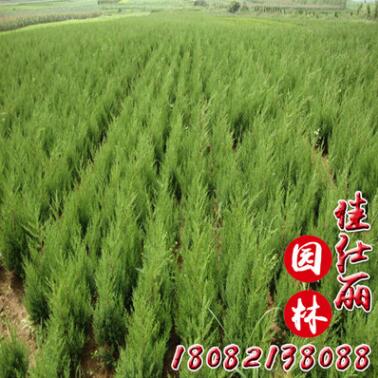 基地供应蜀桧四季常青小桧柏 北京桧柏小树绿化北京桧柏