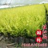 金叶榆批发金叶榆 园林庭院绿化金叶榆苗 小区行道景观金叶榆苗