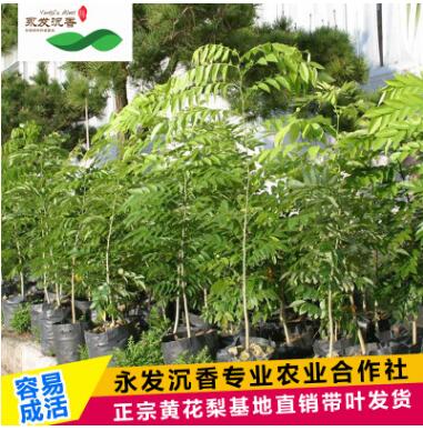 永发名贵树苗降香黄檀正宗海南黄花梨树苗北南方种植绿化苗木批发