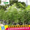 永发名贵树苗降香黄檀正宗海南黄花梨树苗北南方种植绿化苗木批发