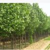 江苏速生杨树苗 不分品种 低价大量处理3米高 米径2厘米速生杨