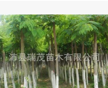 基地批发白蜡c大小苗 园林绿化 规格全 价格低廉图2