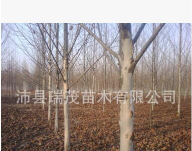 江苏速生法桐 法桐基地 法桐大小苗 法桐成品苗图1