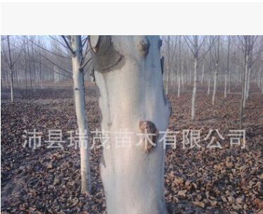 江苏速生法桐 法桐基地 法桐大小苗 法桐成品苗图2