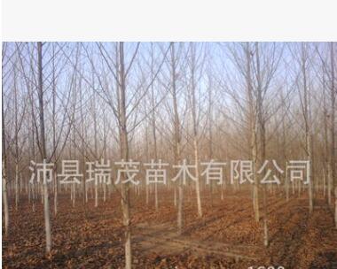 江苏速生法桐 法桐基地 法桐大小苗 法桐成品苗图3