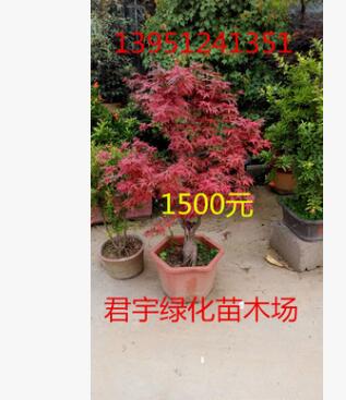 供应 批发 大型红枫艺术树桩盆景