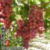 基地批发葡萄果树苗葡萄树苗红提葡萄种植品种全量大从优