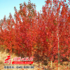 美国红枫红枫树日本红枫街道行道种植四季红秋品种全