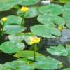 批发优质水生植物 萍逢草 别名黄金莲 萍逢莲 水生花卉 品种齐全