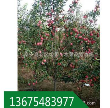 鸡心果树 基地 锦绣海棠树 出售6-10公分 树形优美 果实脆甜