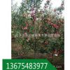 鸡心果树 基地 锦绣海棠树 出售6-10公分 树形优美 果实脆甜