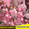 批发庭院花卉植物垂丝海棠树苗 可盆栽垂丝海棠规格齐全量大优惠