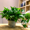 绿萝盆栽 办公室 室内植物花卉吸甲醛水培绿植长藤绿罗盆景