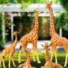 户外大型仿真动物长颈鹿玻璃钢雕塑摆件园林景观公园装饰商业美陈