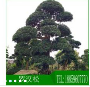 厂家直销造型飘枝罗汉松福建直销城市园林绿化植物罗汉松批发 飘枝罗汉松哪家好 飘枝罗汉松供应商 飘枝罗汉松厂家图2