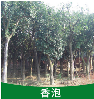 香泡