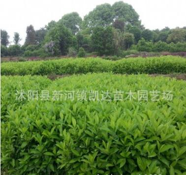 法国冬青小苗绿化工程树苗珊瑚苗庭院篱笆苗法国冬青球北海道批发图1