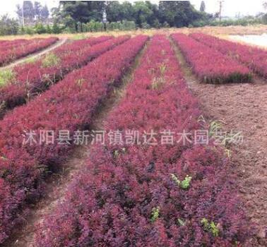 红叶小檗苗 紫叶小檗床苗红叶小波小苗 绿化工程苗木批发规格全图3