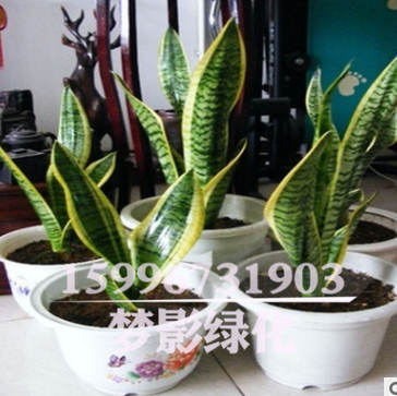室内盆栽花卉金边虎皮兰批发多肉植物精品盆景虎皮兰苗防辐射盆栽图2