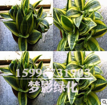 室内盆栽花卉金边虎皮兰批发多肉植物精品盆景虎皮兰苗防辐射盆栽图3