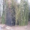 批发绿化苗耐寒性强 对土要求不严 直径1-5cm早园竹 喜光耐阴