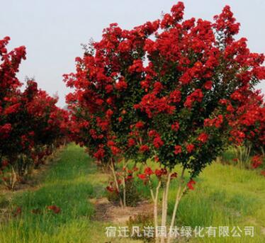 基地直销紫薇 丛生紫薇园林绿化树苗 百日红 红花紫薇 美国红火箭