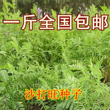 沙打旺种籽 多年生牧草 绿肥草 护坡草 耐寒耐旱耐盐碱