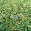 供应青州宿根花卉植物蛇莓 品种齐全多年生地被蛇莓