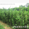 特价出售新采摘优质牡丹花种子 牡丹种子26元一斤