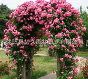 基地直销 多花蔷薇花 多花爬藤蔷薇花 爬藤植物 蔷薇 红花蔷