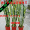 批发 虎尾兰 虎皮兰盆栽 盆景多肉植物盆栽