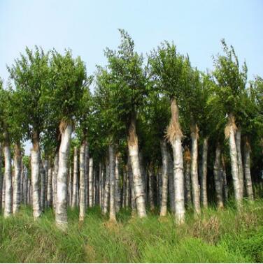 基地大量直销朴树 朴树苗 造型朴树 规格齐全