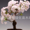 进口樱花种子日本樱花 樱花盆栽种子 彩色芙蓉花 枫树 神秘果金桔