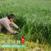 观赏竹 米竹 凤尾竹 室内桌面高档盆栽 竹子微型盆景四季常青植物
