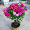 三角梅苗梅花苗花卉室内阳台植物盆栽重瓣爬藤盆景包邮
