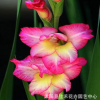 基地批发优质剑兰种球 可水培 盆栽花卉植物 唐菖蒲种球多种颜色
