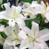 室内桌面绿植盆栽种球花卉 香水百合花种球盆栽苗 一代球开花超大