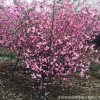 垂丝海棠 花灌木 绿化工程苗 园林观花树种 规格齐全 量大优惠