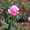 批发 大花月季种子 藤本月季花种子 玫瑰花种子 月季种子