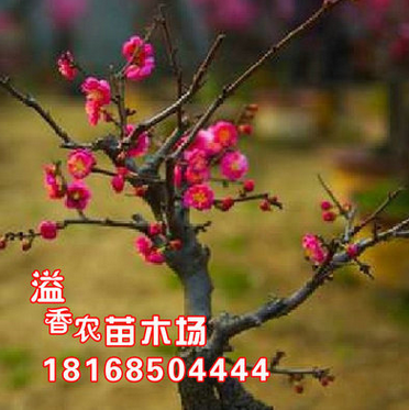 批发梅花树苗 腊梅树苗 黄梅花苗 腊梅盆景 梅花盆栽苗 素心腊梅图1